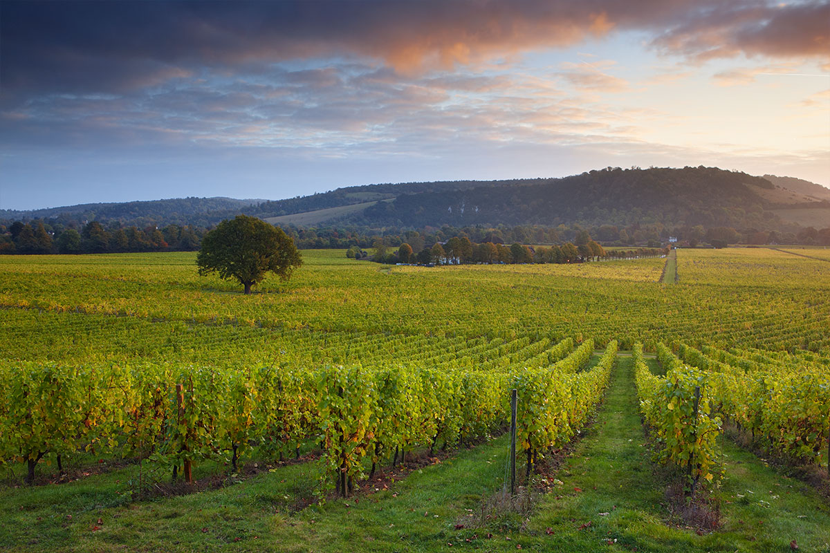 Denbies Vineyard Dorking